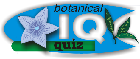 Quiz Logo